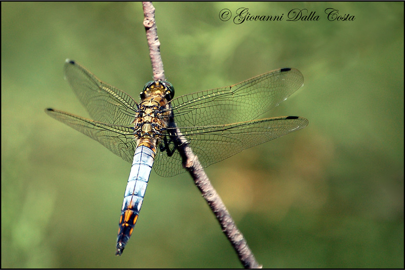 Orthetrum cancellatum